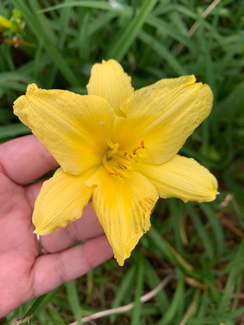 Безкоштовне стокове фото на тему «жовтий, квітник, квітучий квітка»