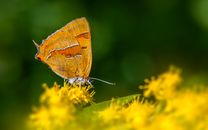 A Brown Hairstreak Butterfly on Flower