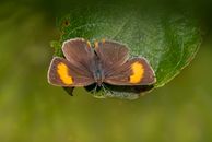 A Brown Hairstreak Butterfly on a Leaf