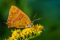 A Butterfly on a Flower