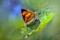A Butterfly on a Leaf