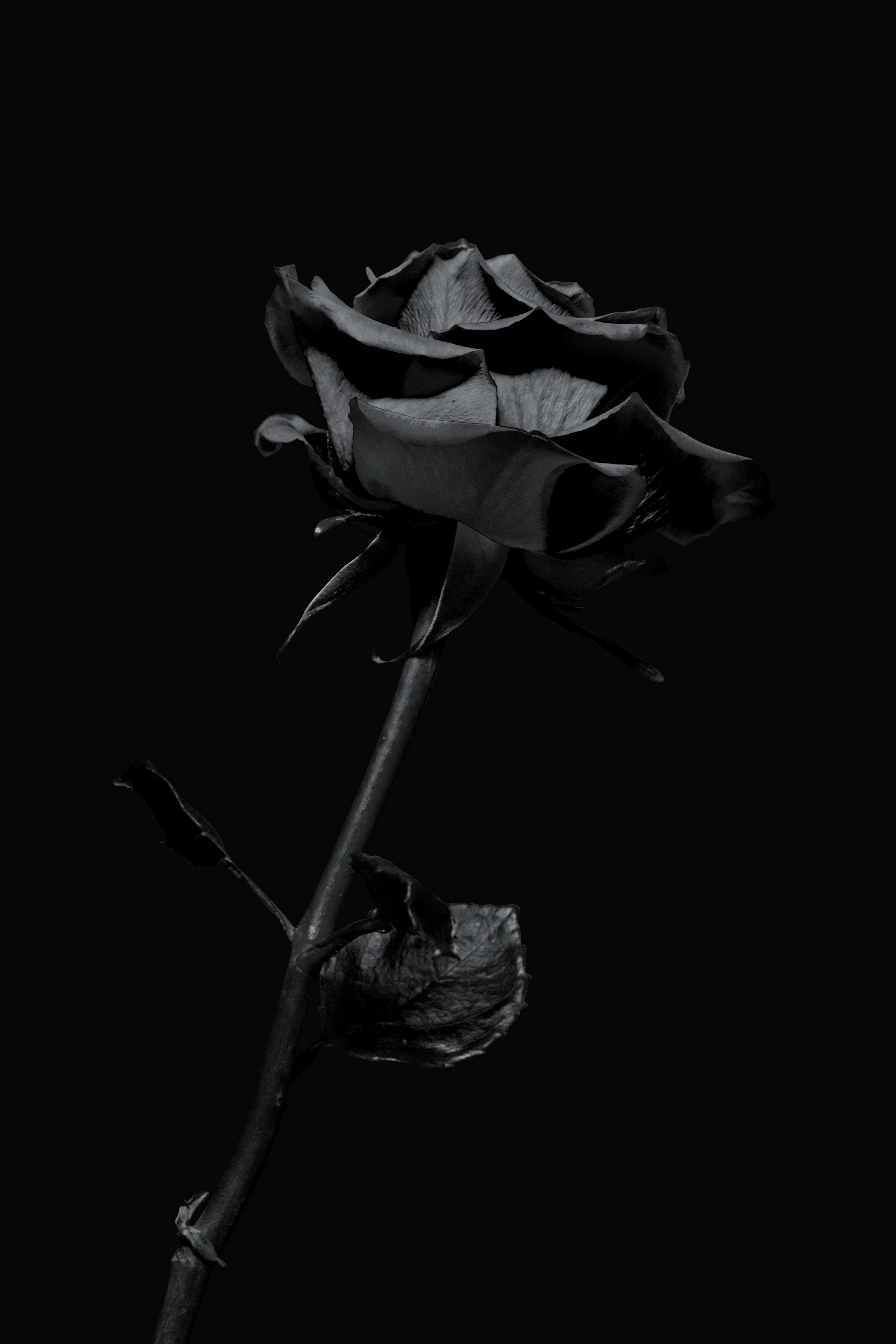 Close-up black and white photo of a rose on a black background, creating a dramatic mood.