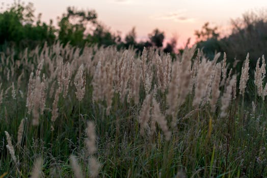 Peaceful grassland scene captured at sunset, showcasing blurred vegetation and calm atmosphere.