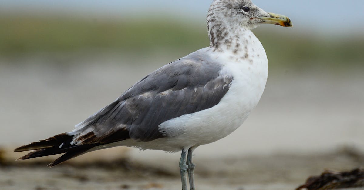 Photos De Studio Professionnelles D'Automobiles