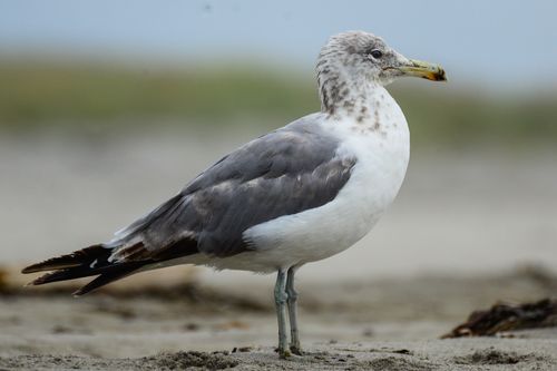 Free A detailed photograph of a seagull on a sandy shore, capturing its natural habitat. Stock Photo