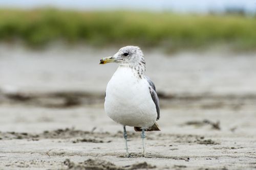 Free Close-up of a seagull standing on a sandy beach with a blurred natural background. Stock Photo