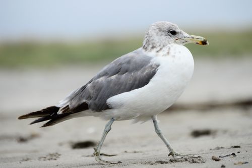 Free Caspian gull strolling on sandy beach with blurred background, showcasing wildlife in natural habitat. Stock Photo