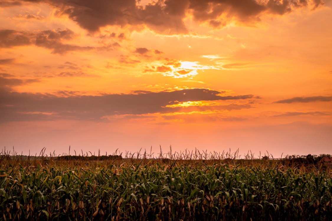 A Sunset over a Cornfield