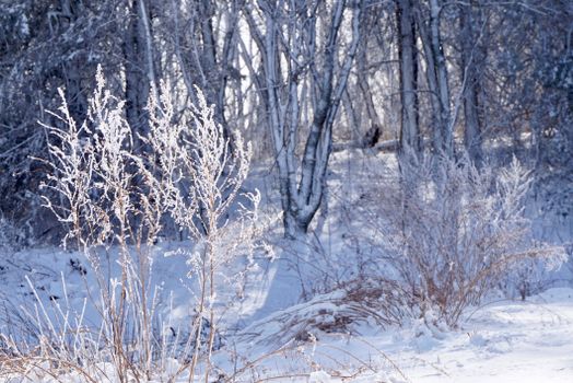 A tranquil winter forest scene with snow-covered branches shimmering in the daylight.