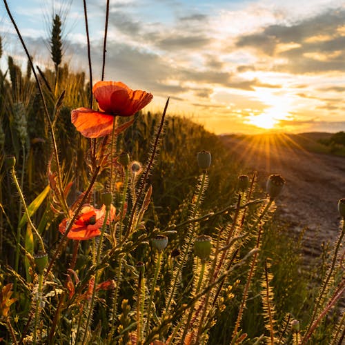 Close-up of Poppy Flowers