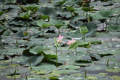 Immagine gratuita di acqua, fiore di loto, fiori