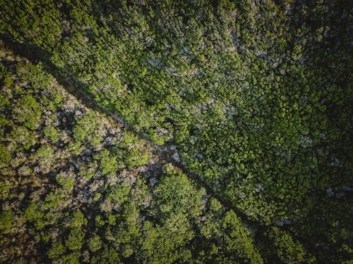 Top View of Trees in the Forest