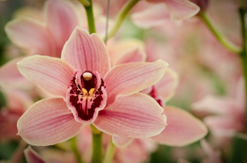 無料 咲く, 花の無料の写真素材 写真素材