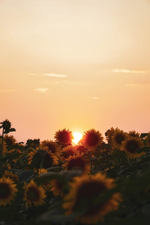 Free Close-Up Shot of Sunflowers during Sunset Stock Photo