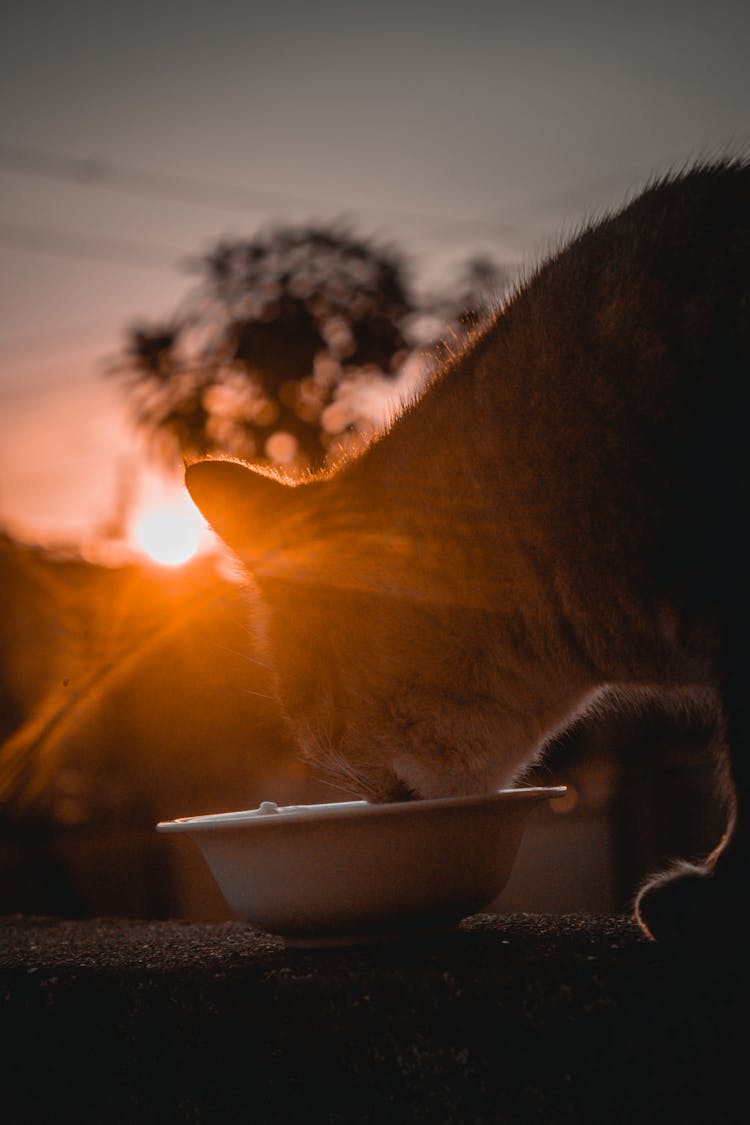 Close-up Of A Cat Eating On A Bowl