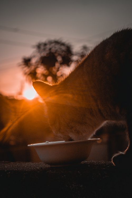 Free Silhouette of a cat eating from a bowl during sunset in an outdoor setting in Iraq. Stock Photo