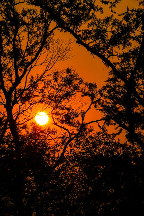 Silhouette of Tree Leaves and Branches 