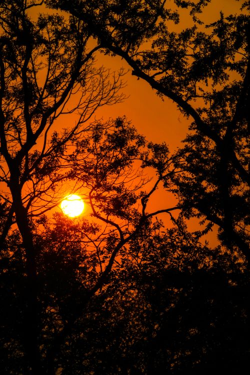 Free A breathtaking sunset with the sun framed by silhouetted tree branches. Stock Photo