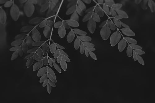 Black and White Photo of a Moringa Leaves