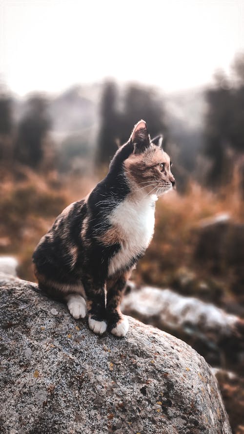 ネコ, 動物の写真, 垂直ショットの無料の写真素材