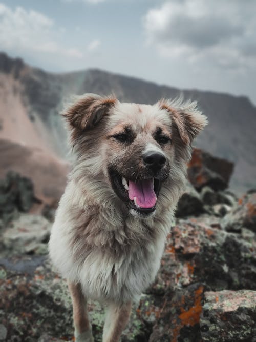 動物, 動物攝影, 品種 的 免费素材图片