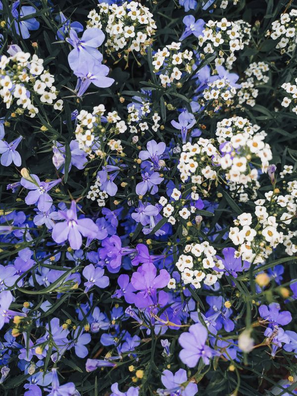 Lush flower garden