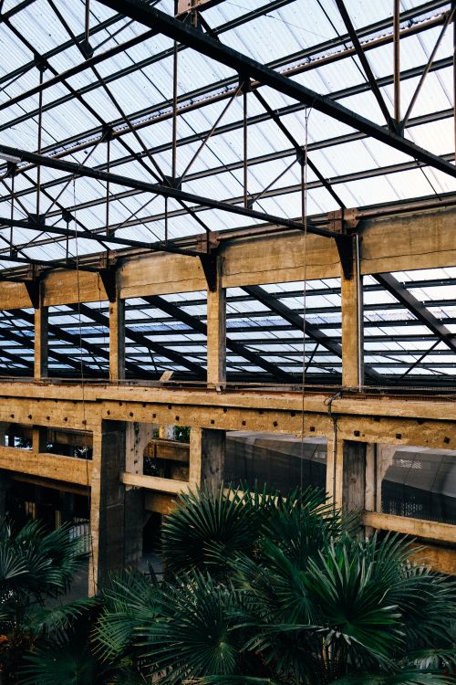Free An industrial glass ceiling structure above lush tropical plants in a greenhouse setting. Stock Photo