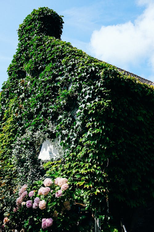 Ivy on House