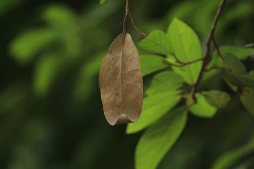 Dry Leaf Hanging on a Stem