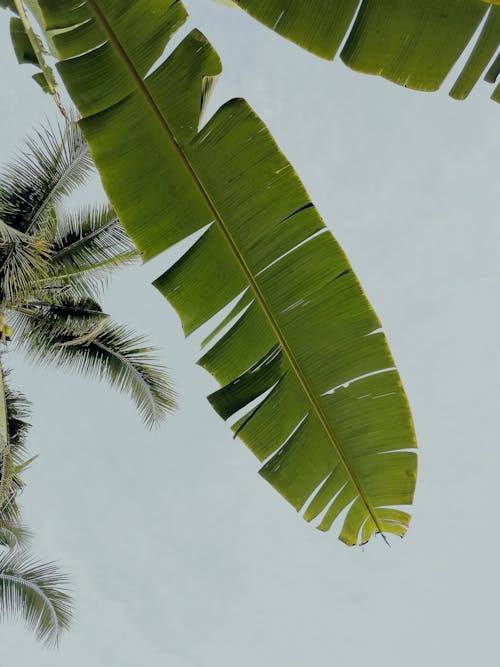 低角度拍攝, 垂直拍摄, 棕櫚樹葉 的 免费素材图片