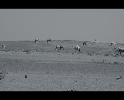 Free stock photo of arabian camel, camel, camel grazing Stock Photo