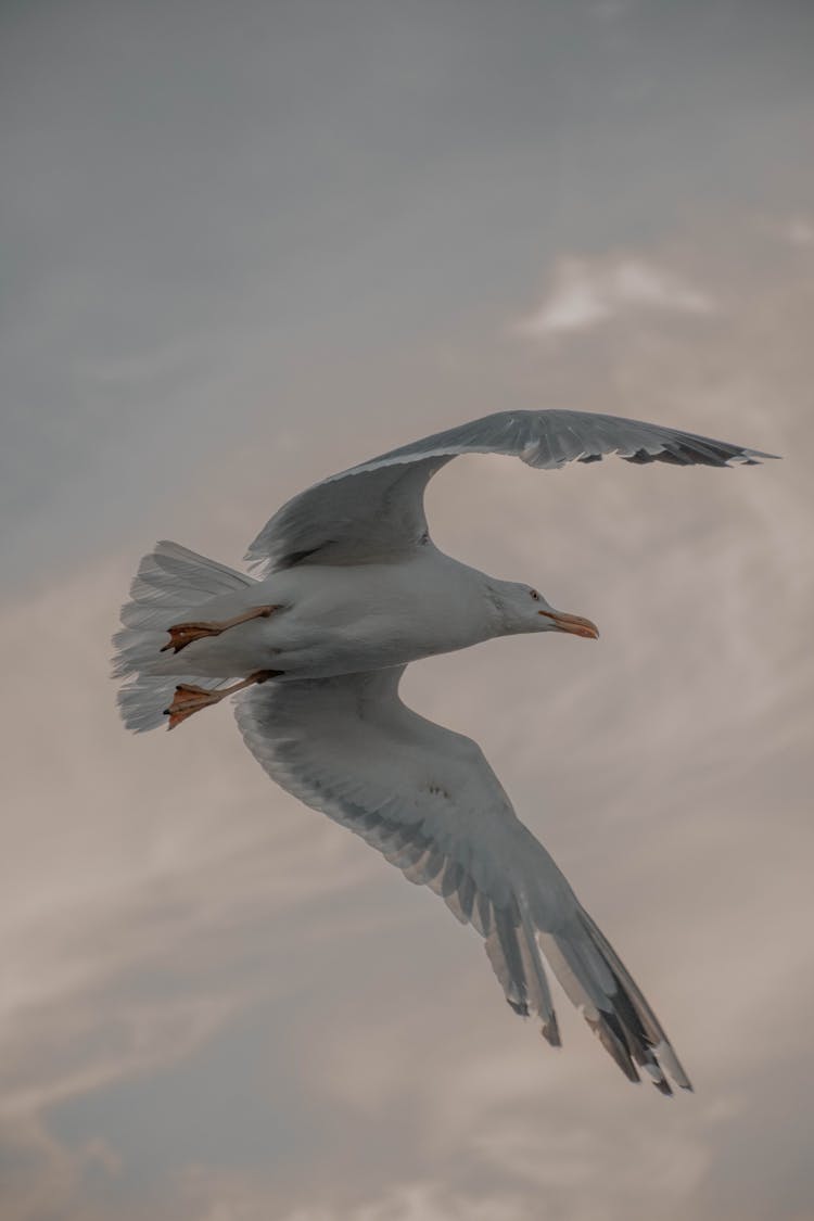 A Seagull Flying
