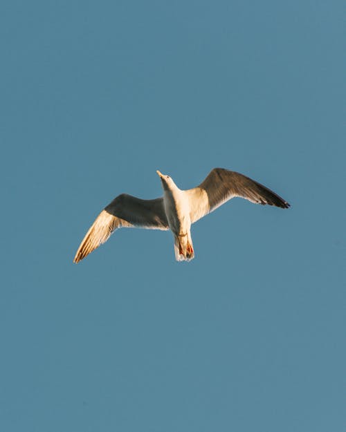 An Airborne Seagull