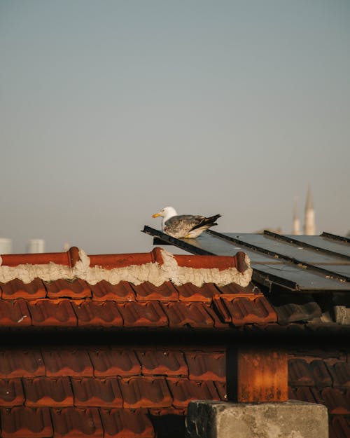 bina, çatı, deniz kuşu içeren Ücretsiz stok fotoğraf