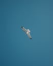 White Bird Flying Under the Blue Sky