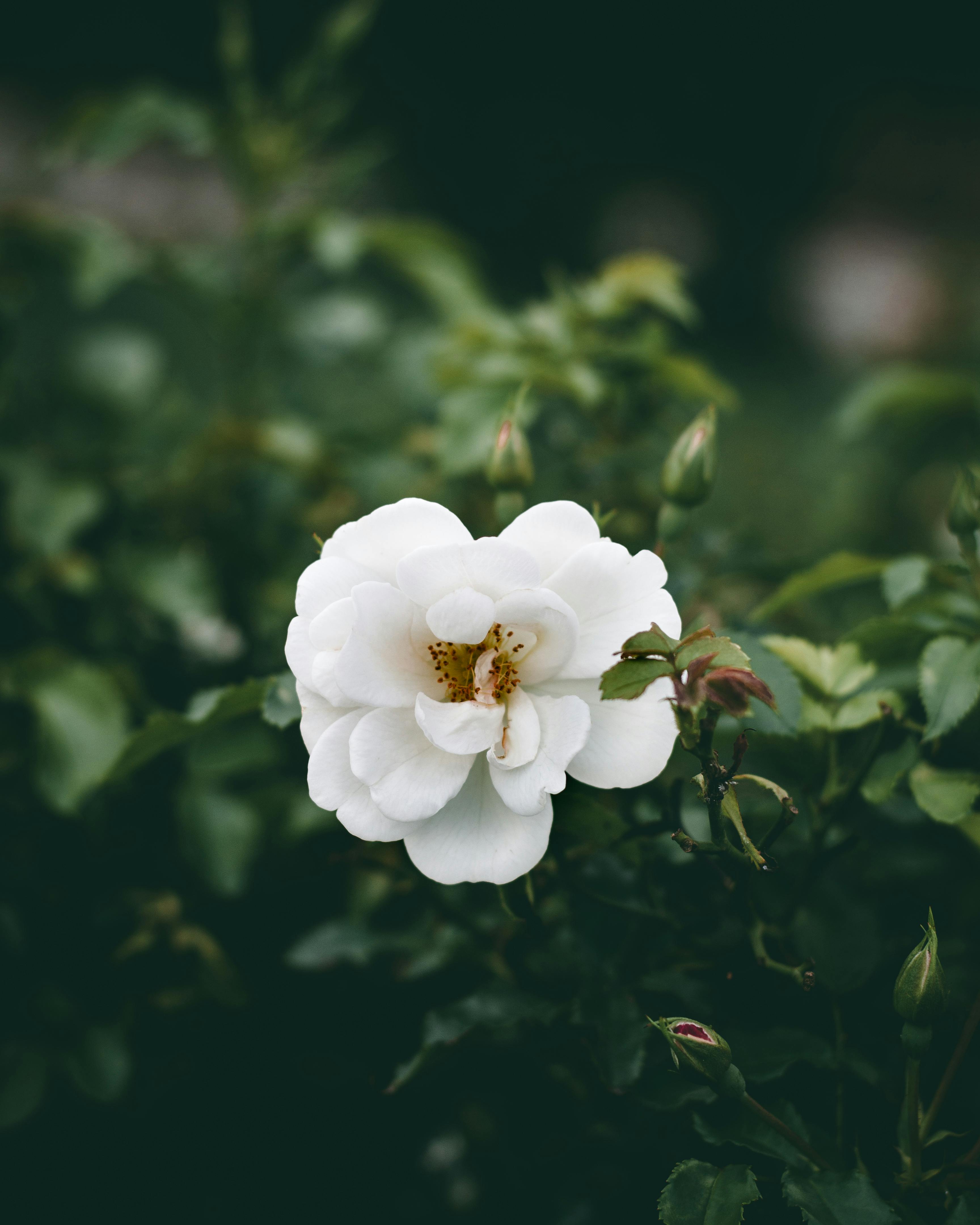 Vibrant white rose surrounded by lush green leaves, captured in soft lighting.
