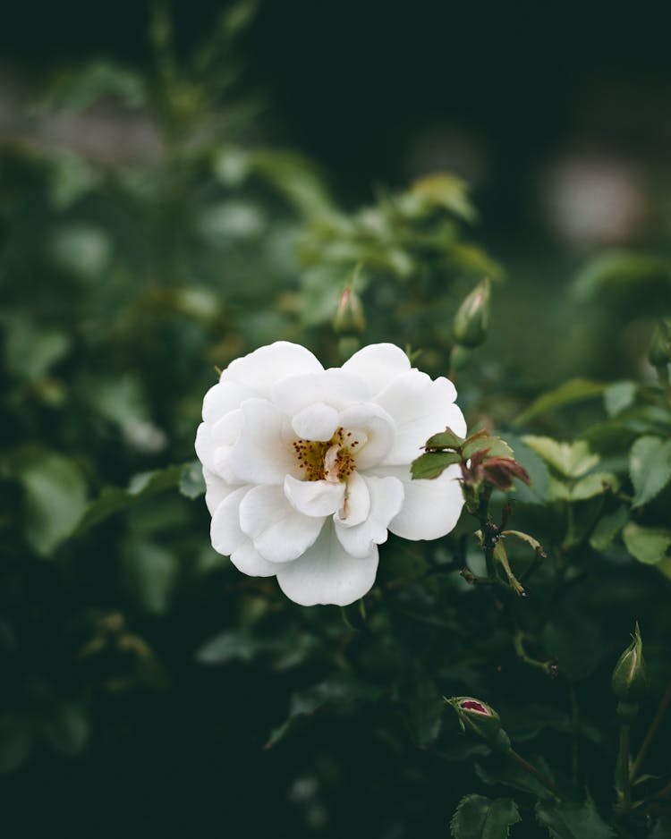 A Groundcover Rose Flower In Bloom