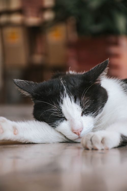 Free A close-up of a tuxedo cat sleeping on a wooden floor with a blurred background. Stock Photo