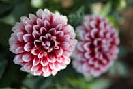 Pink and White Flower in Tilt Shift Lens