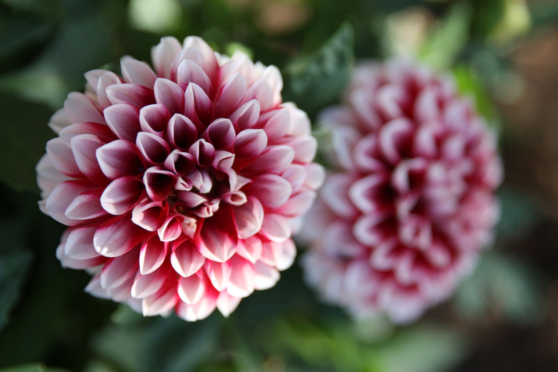 Vibrant pink dahlia flowers with a blurred green background, captured in natural light.