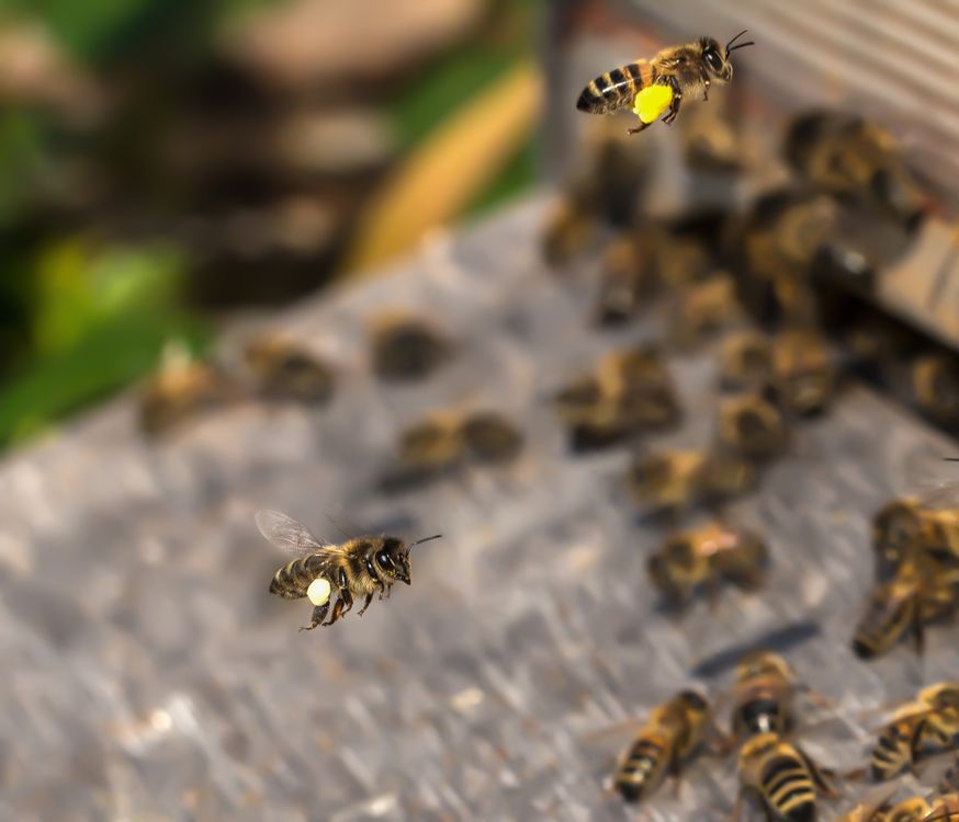 Kostenloses Foto Zum Thema Biene Bienen Hon kostenloses-foto-zum-thema-biene-bienen-hon
