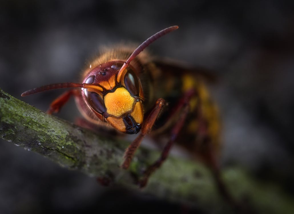 Free Yellow Jacket Wasp Macro Photography Stock Photo