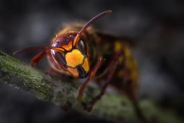 Hornet Nest Removal