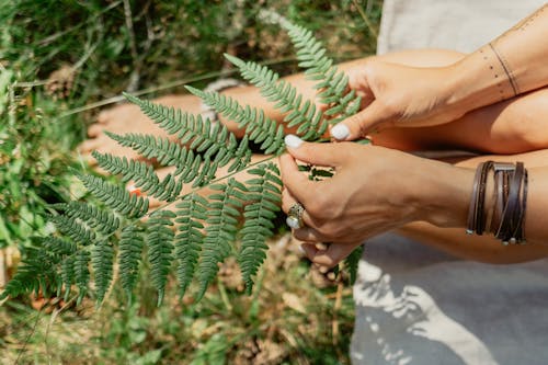 A Person Holding a Fern Leaves