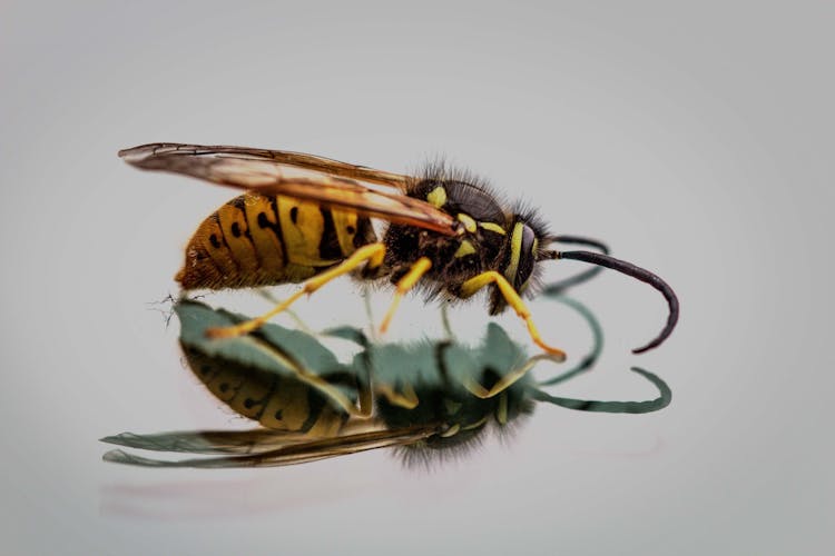 Focus Photography Of Honeybee