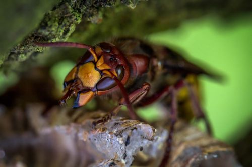 Free Macro shot of a European hornet (Vespa crabro) resting on a tree branch, showcasing intricate details. Stock Photo
