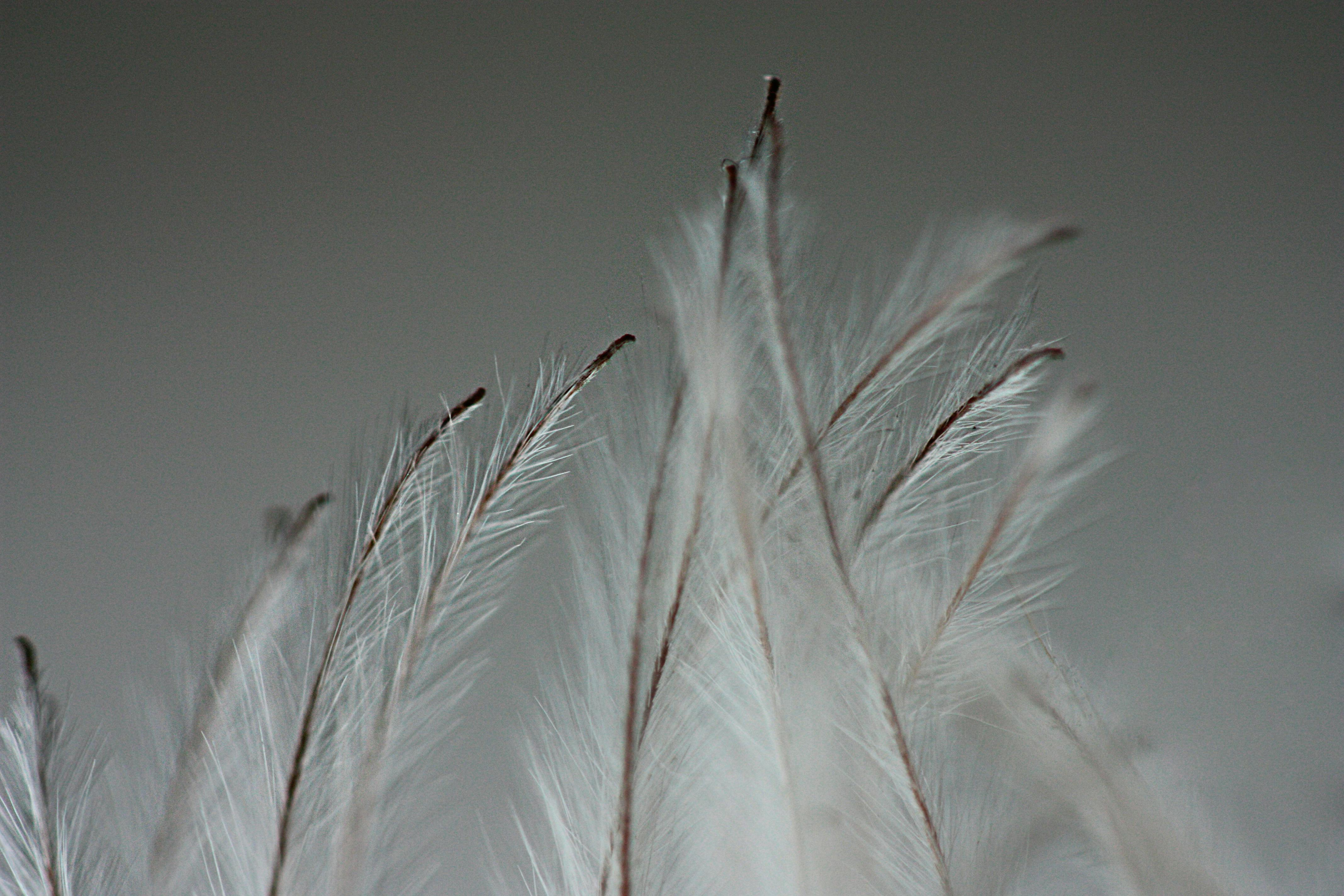 Free stock photo of decorative plant, feathers, macro
