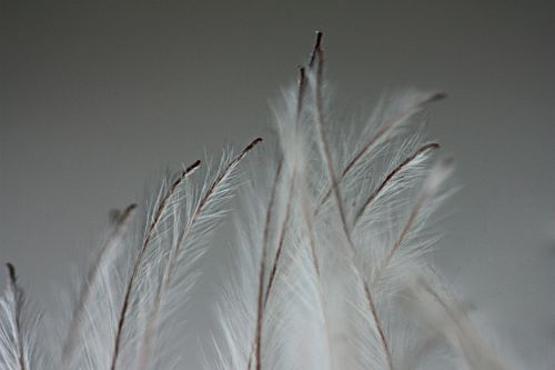 Free stock photo of decorative plant, feathers, macro Stock Photo