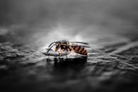 这张黄蜂特写以深色为背景，突显了其充满活力的黄色条纹与黑白色调的对比