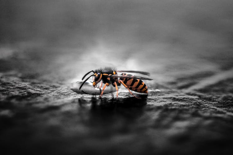 Gravid Yellow Jacket Wasp Closeup Photography